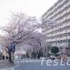 宮崎台の桜並木満開時上から