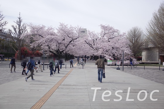 東工大ウッドデッキの満開の桜
